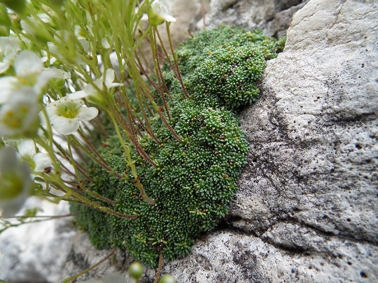 Saxifraga cesia e Saxifraga squarrosa a confronto